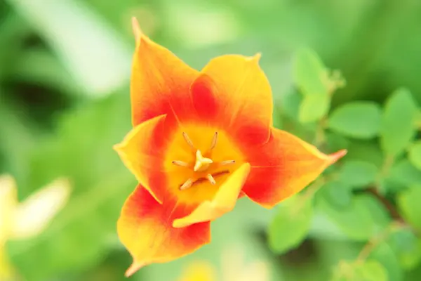 Vista Panorâmica Bela Flor Tulipa — Fotografia de Stock