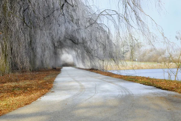 Saule Qui Pleut Hiver Salix Babylonica Saule Qui Siffle — Photo