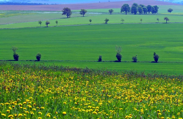 När Ängarna Blommar — Stockfoto