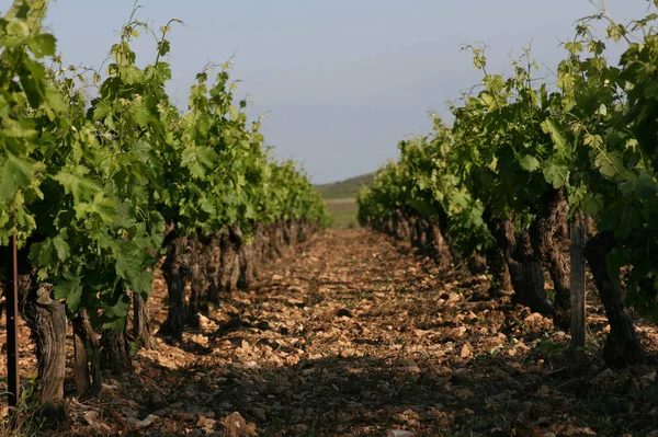 Trauben Wachsen Auf Dem Weinberg — Stockfoto