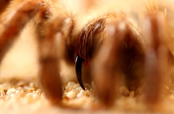 Tarantula Eng Gevaar Insecten — Stockfoto