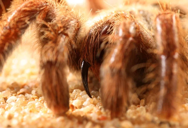 Tarantula Straszliwe Owady — Zdjęcie stockowe