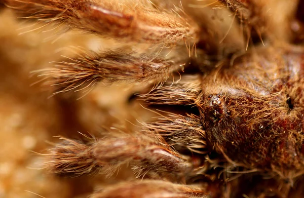 Tarantula Strašidelný Hmyz — Stock fotografie