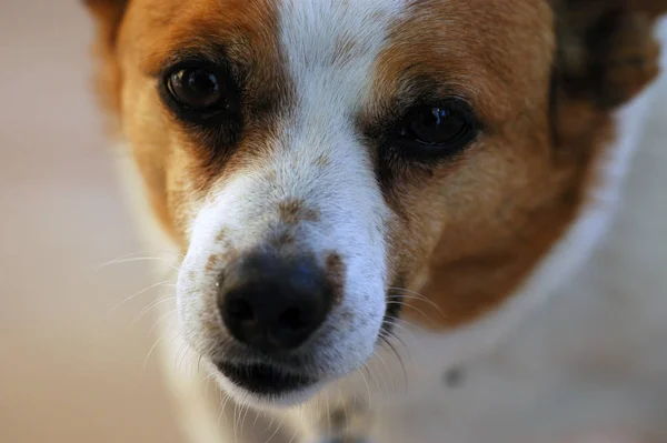 Retrato Cão Bonito — Fotografia de Stock