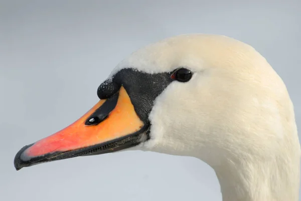 Vacker Utsikt Över Majestätisk Svan Naturen — Stockfoto