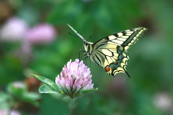 Güzel Bir Kelebeğin Yakın Görüntüsü — Stok fotoğraf