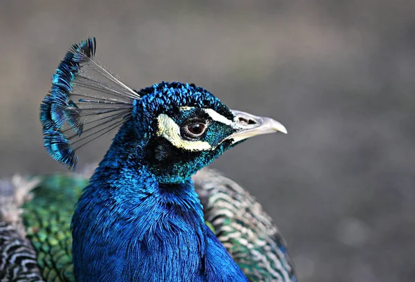 Tavus Kuşu Vahşi Yaşamdaki Manzarası — Stok fotoğraf