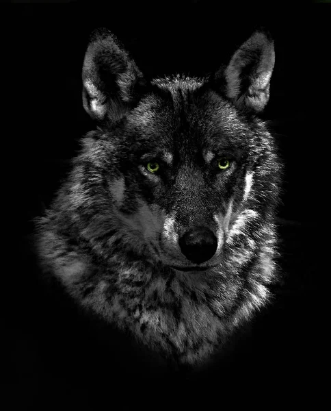 野生狼的自然景观 — 图库照片