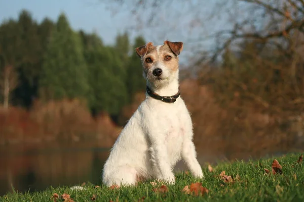 Parson Russell Terrier See — Foto Stock