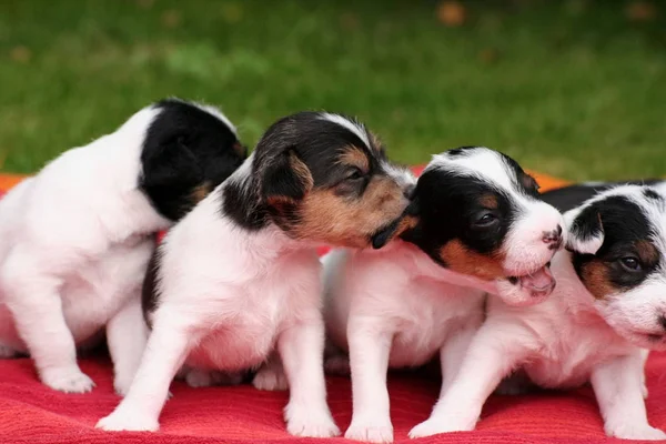 Pastor Russell Terrier Welpe — Stockfoto