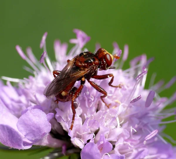 Body Rust Colored Nthe Abdomen Very Narrow Substantially Shorter Wings —  Fotos de Stock