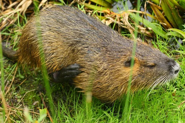 Nutria Állat Természetben Myocastor Coypus — Stock Fotó