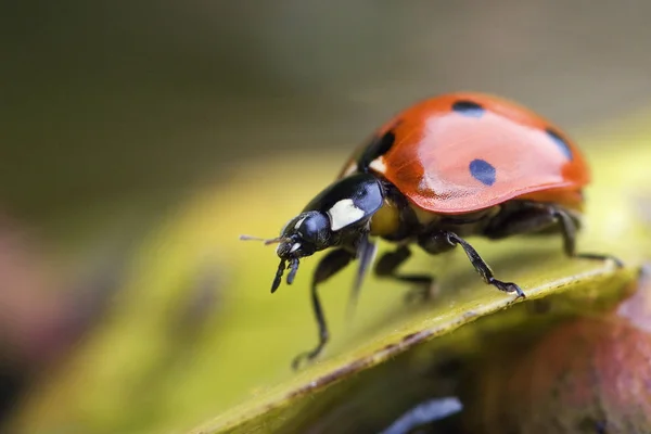 Vista Cerca Del Pequeño Insecto Mariquita — Foto de Stock