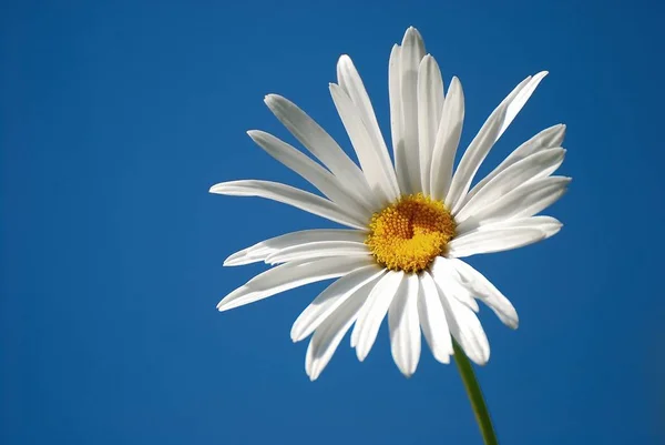 Margarida Plena Flor — Fotografia de Stock