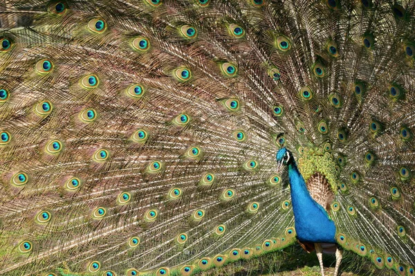 Tavus Kuşu Vahşi Yaşamdaki Manzarası — Stok fotoğraf