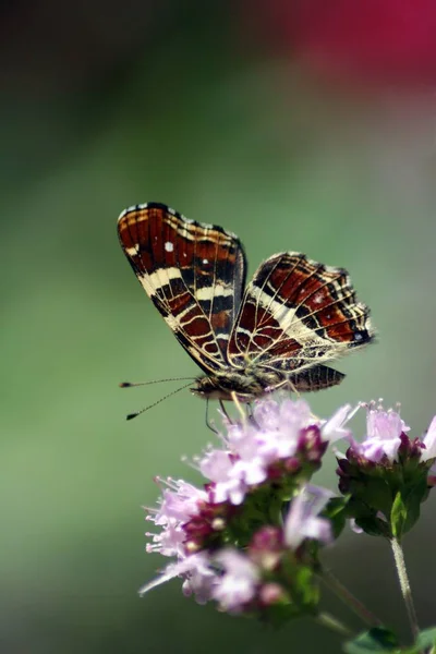 Closeup Bug Wild Nature — Stock Photo, Image