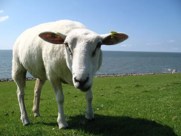 Weiße Schafe Auf Dem Gras — Stockfoto