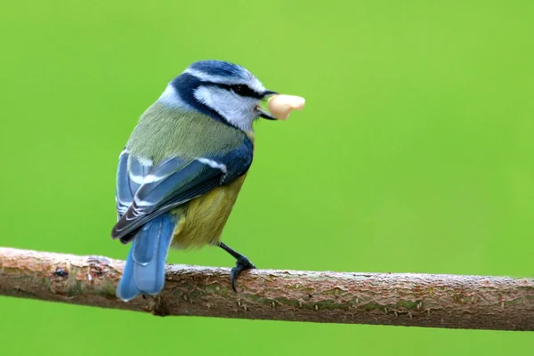 Vista Panorámica Hermoso Pájaro Titmouse — Foto de Stock