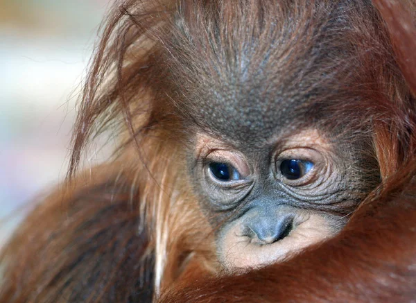 Desafortunadamente Niña Mono Llegó Zoológico Accidente Cuatro Días Después Que — Foto de Stock