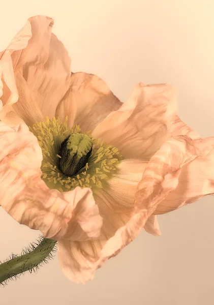 Närbild Vackra Vilda Vallmo Blommor — Stockfoto