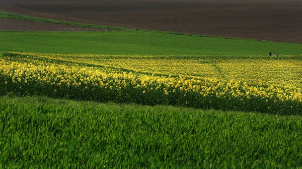 Landbouw Koolzaad Veld Gele Planten — Stockfoto
