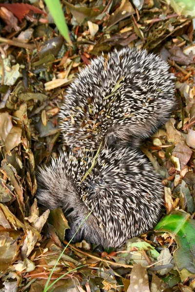 Hedgehog Animal Marrón Hog Hog Snout —  Fotos de Stock