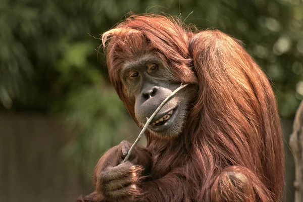 猿の猿霊長類の動物 — ストック写真