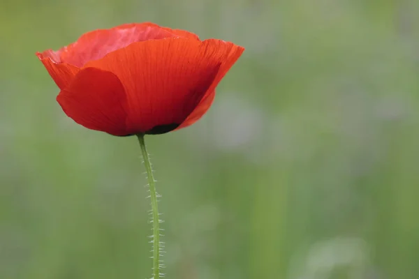 Крупним Планом Вид Красиві Дикі Макові Квіти — стокове фото