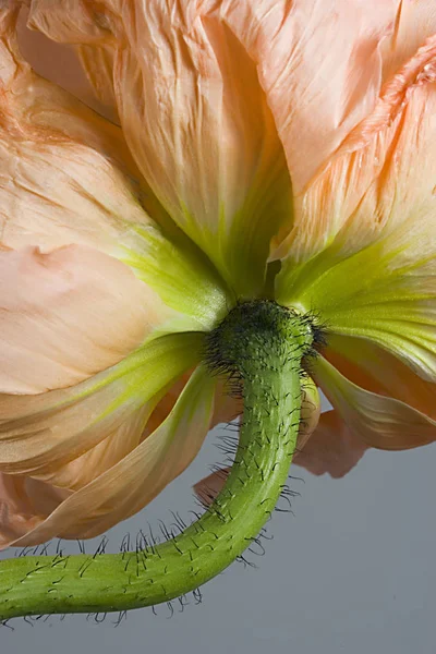 Vista Cerca Hermosas Flores Amapola Silvestre — Foto de Stock