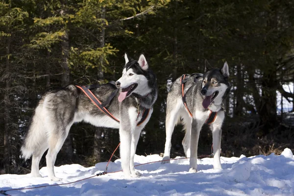 Perro Husky Mascota Animal — Foto de Stock