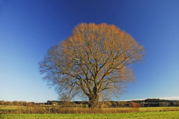 Herbstbaum Vor Blauem Himmel — Stockfoto