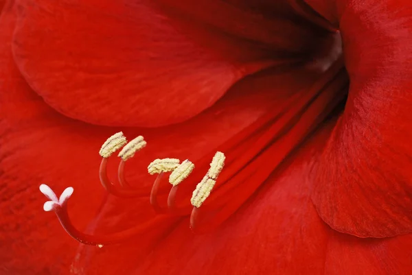 아마릴리스 식물상 — 스톡 사진