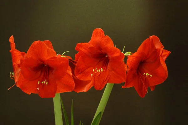 Tre Röda Blommor Amaryllis — Stockfoto