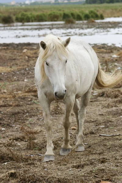 Chevaux Extérieur Jour — Photo