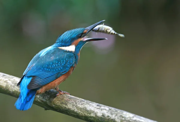 Closeup View Kingfisher Bird Wild Life — Stock Photo, Image