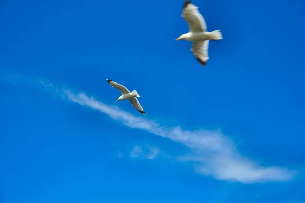 Vue Panoramique Magnifiques Goélands Oiseaux — Photo