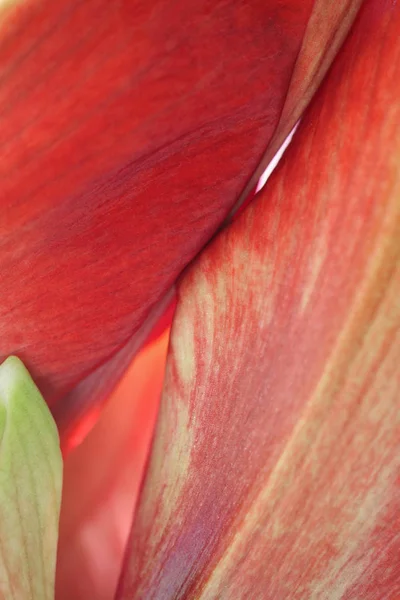 Amaryllis Çiçek Yaprakları Bitki Çiçekleri — Stok fotoğraf