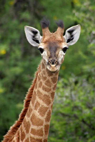 giraffe animal, African herbivore mammal