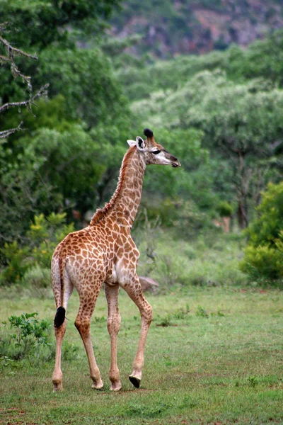 Girafe Animal Mammifère Herbivore Africain — Photo