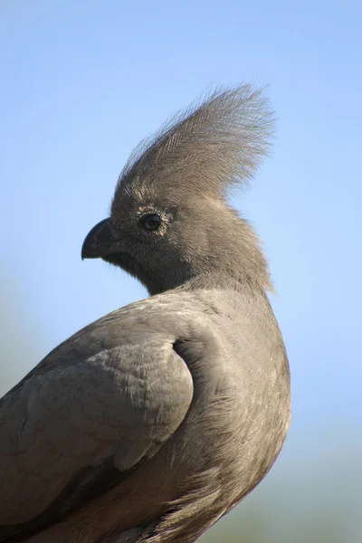 Malebný Pohled Krásného Ptáka Přírodě — Stock fotografie