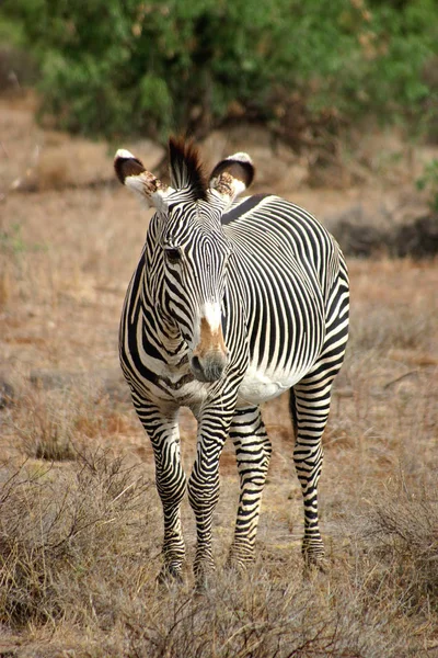 Çizgili Zebra Hayvanı Memeli — Stok fotoğraf
