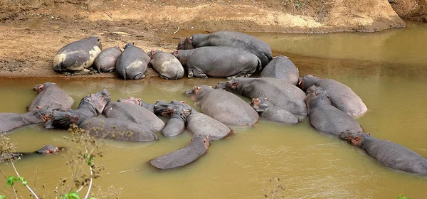 Mamíferos Hipopótamos Animales Hipopótamos — Foto de Stock