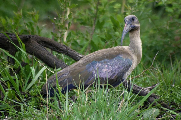 Pemandangan Indah Burung Ibis — Stok Foto