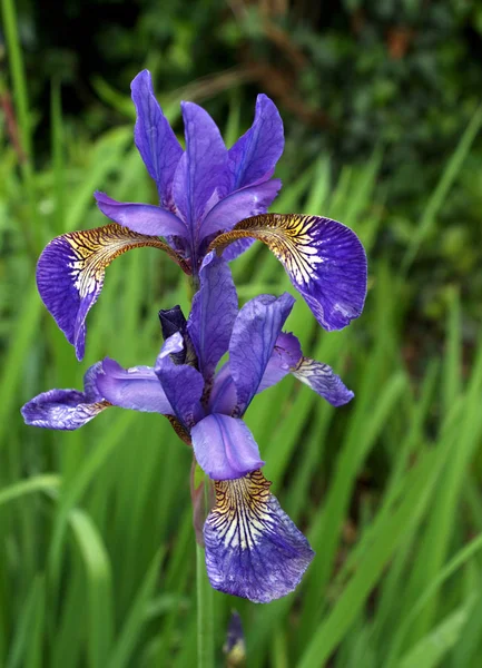 Vista Panoramica Bellissimo Fiore Iris — Foto Stock