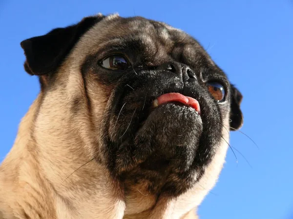 Retrato Blanco Negro Perro — Foto de Stock