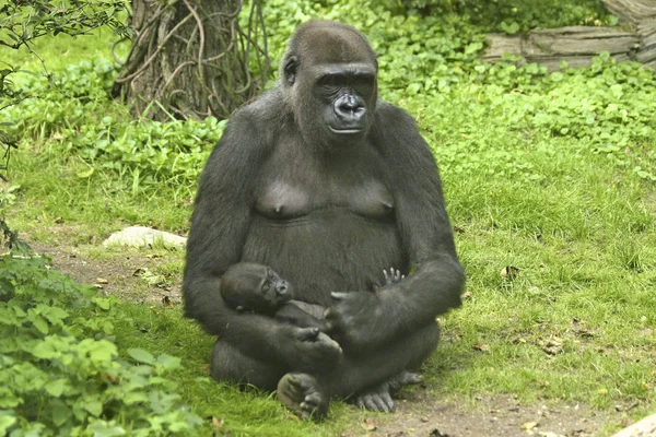 Gorille Animal Singe Singe Faune — Photo