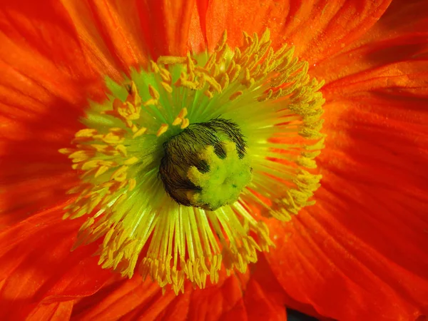Close Uitzicht Mooie Wilde Papaver Bloemen — Stockfoto