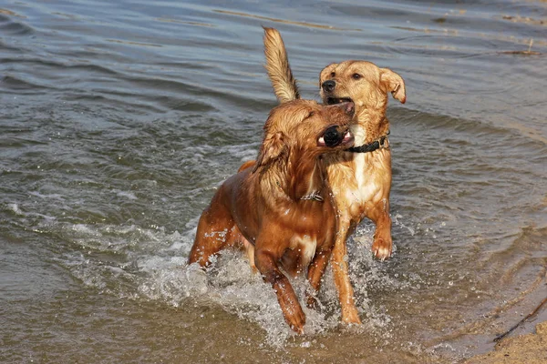 英式小猎犬在水里 — 图库照片