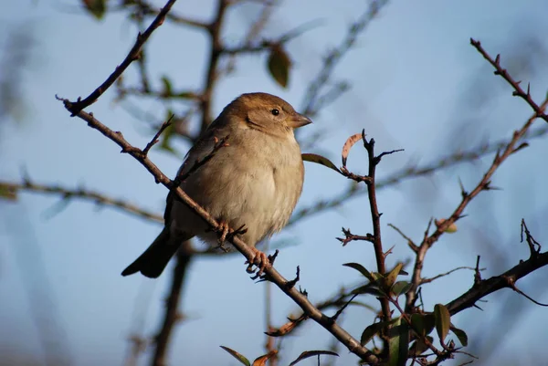 Schilderachtig Uitzicht Van Schattige Mus Vogel — Stockfoto