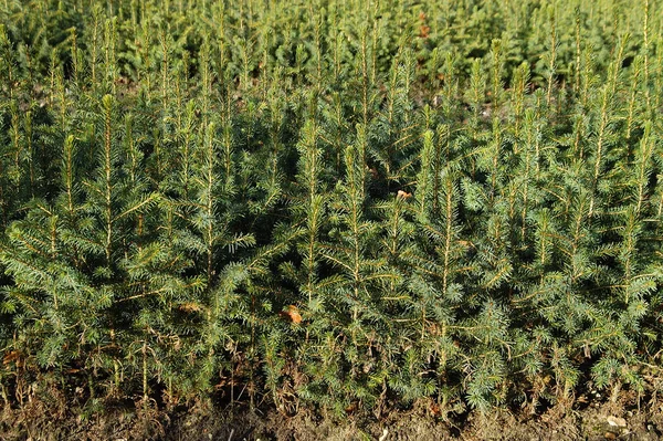 Bir Tree Sparsam Weihnachtsbäume — Stockfoto